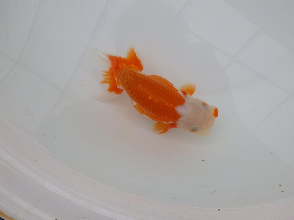 【浜松 津島 喜至 氏】非常に美しい更紗らんちゅう 約14,5㎝