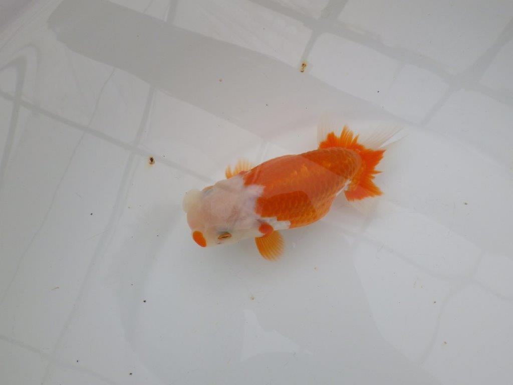 【浜松 津島 喜至 氏】非常に美しい更紗らんちゅう 約14,5㎝