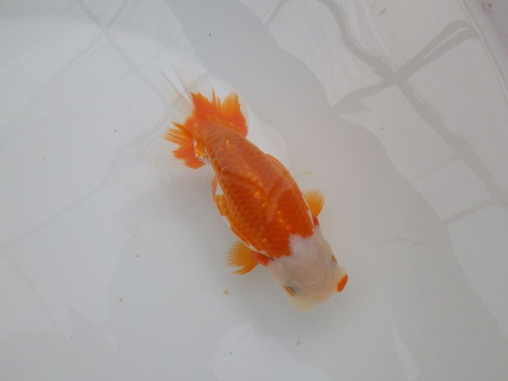 【浜松 津島 喜至 氏】非常に美しい更紗らんちゅう 約14,5㎝