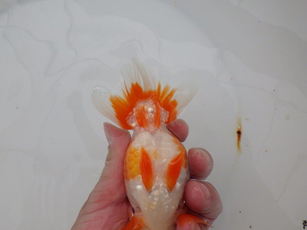 【浜松 津島 喜至 氏】非常に美しい更紗らんちゅう 約14,5㎝