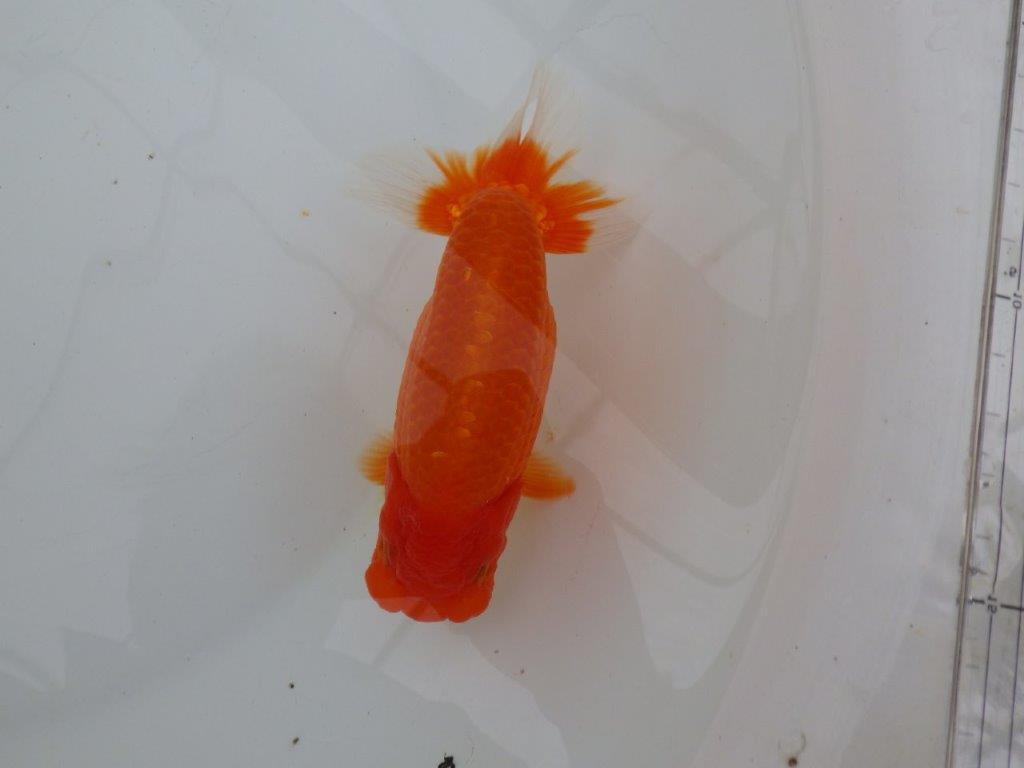 【浜松 津島 喜至 氏】非常に雰囲気の良いらんちゅう 約15,5㎝