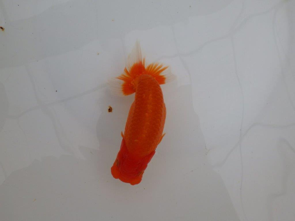 【浜松 津島 喜至 氏】非常に雰囲気の良いらんちゅう 約15,5㎝