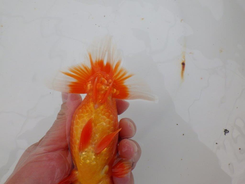 【浜松 津島 喜至 氏】非常に雰囲気の良いらんちゅう 約15,5㎝