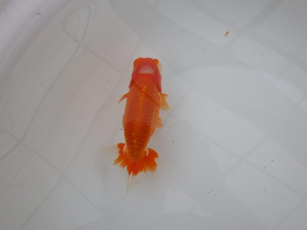 【浜松 津島 喜至 氏】頭、雰囲気が良くご鑑賞お勧めらんちゅう 約15㎝ オス?