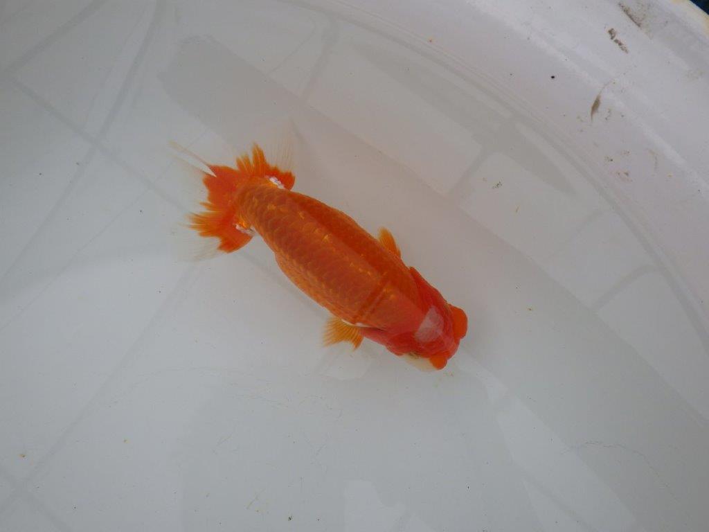 【浜松 津島 喜至 氏】頭、雰囲気が良くご鑑賞お勧めらんちゅう 約15㎝ オス?