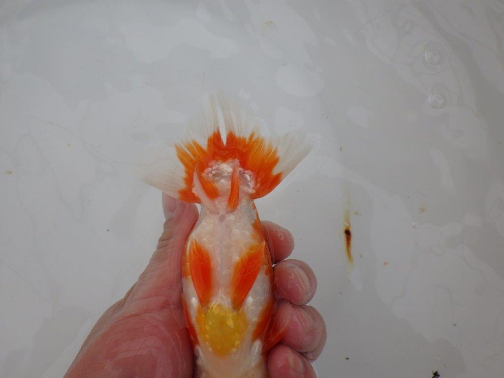 【浜松 津島 喜至 氏】頭、雰囲気が良くご鑑賞お勧めらんちゅう 約15㎝ オス?