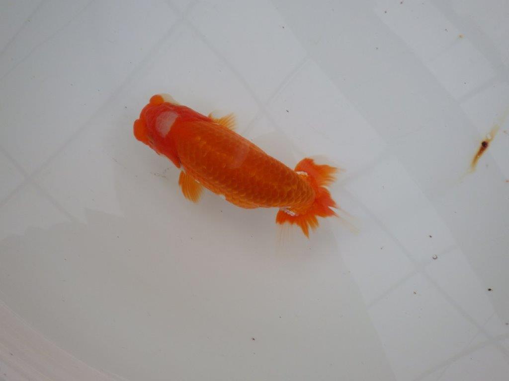 【浜松 津島 喜至 氏】頭、雰囲気が良くご鑑賞お勧めらんちゅう 約15㎝ オス?