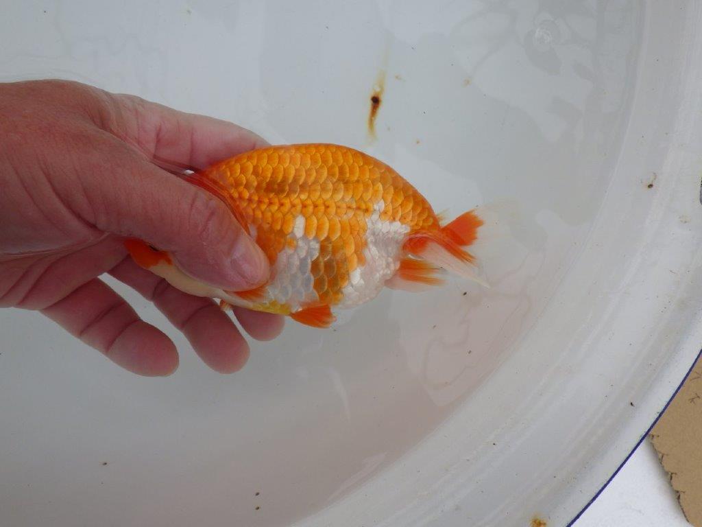 【浜松 津島 喜至 氏】頭、雰囲気が良くご鑑賞お勧めらんちゅう 約15㎝ オス?