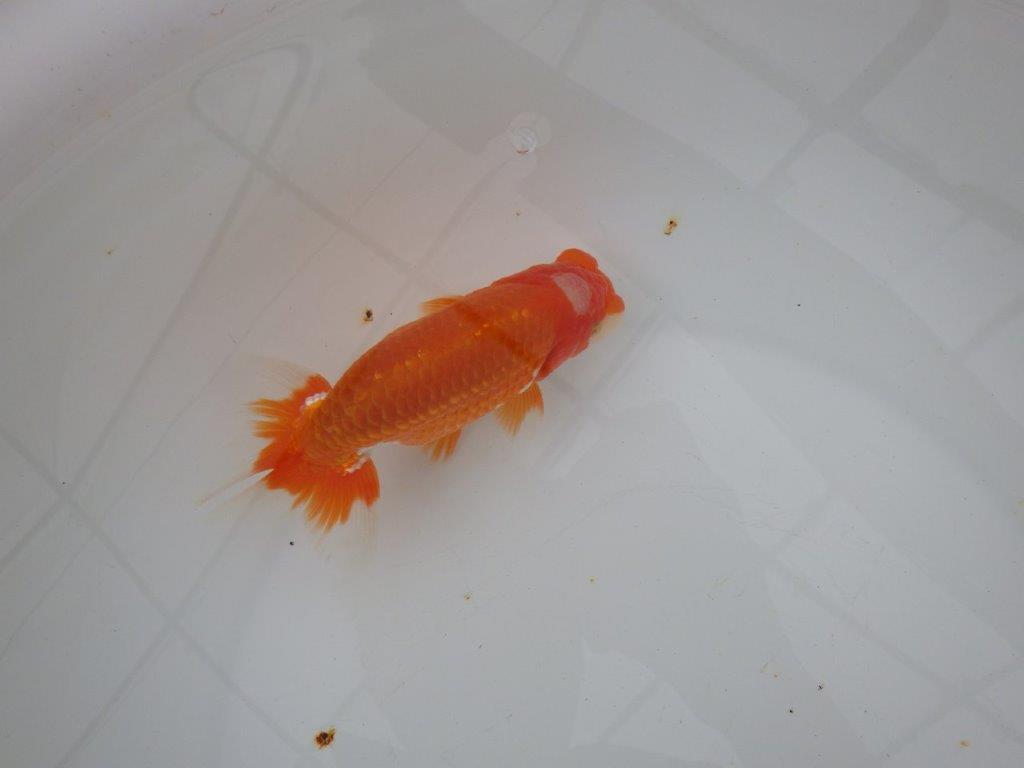 【浜松 津島 喜至 氏】頭、雰囲気が良くご鑑賞お勧めらんちゅう 約15㎝ オス?