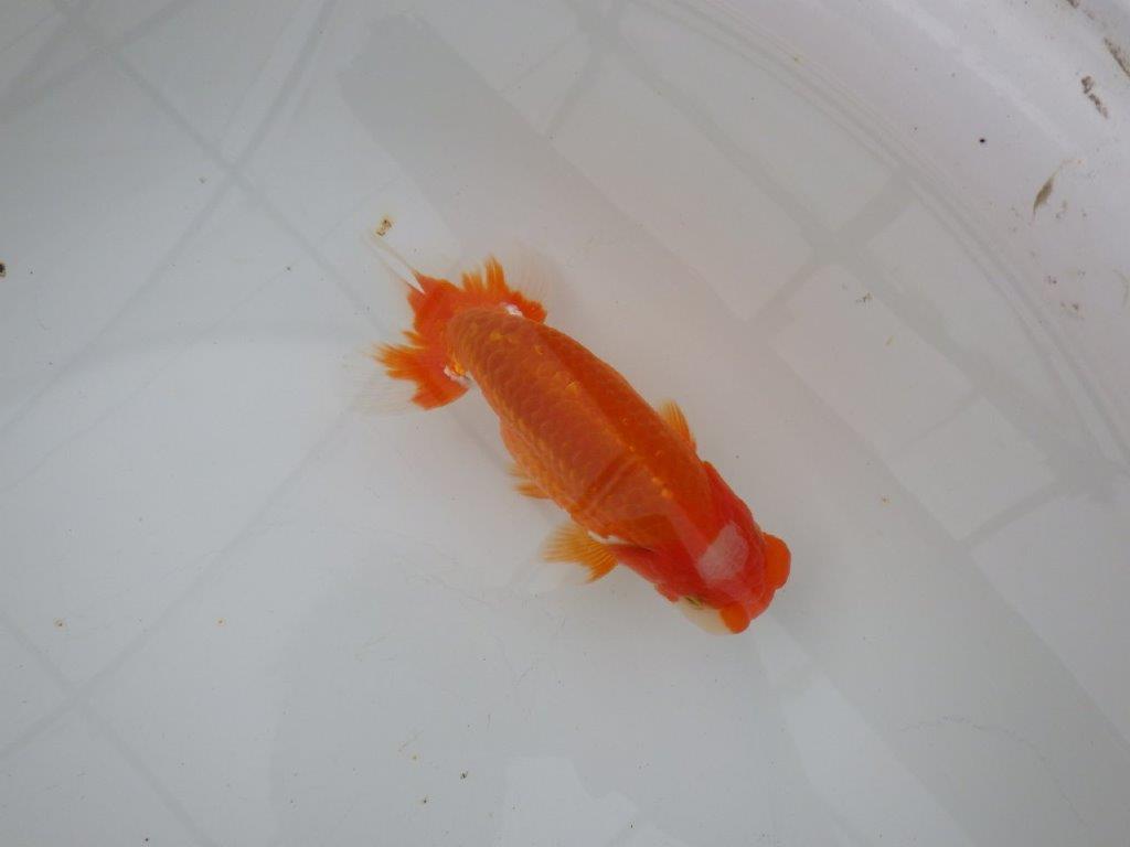 【浜松 津島 喜至 氏】頭、雰囲気が良くご鑑賞お勧めらんちゅう 約15㎝ オス?