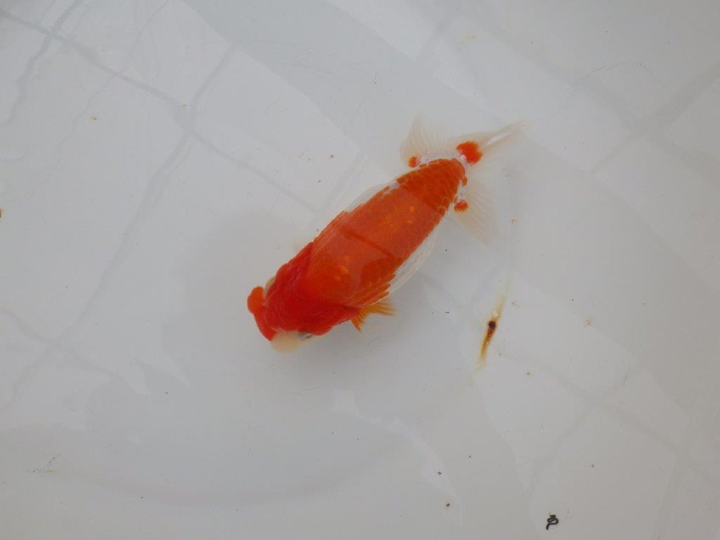 【浜松 津島 喜至 氏】色艶が良く背も綺麗で映えるらんちゅう 約15,5㎝ オス?