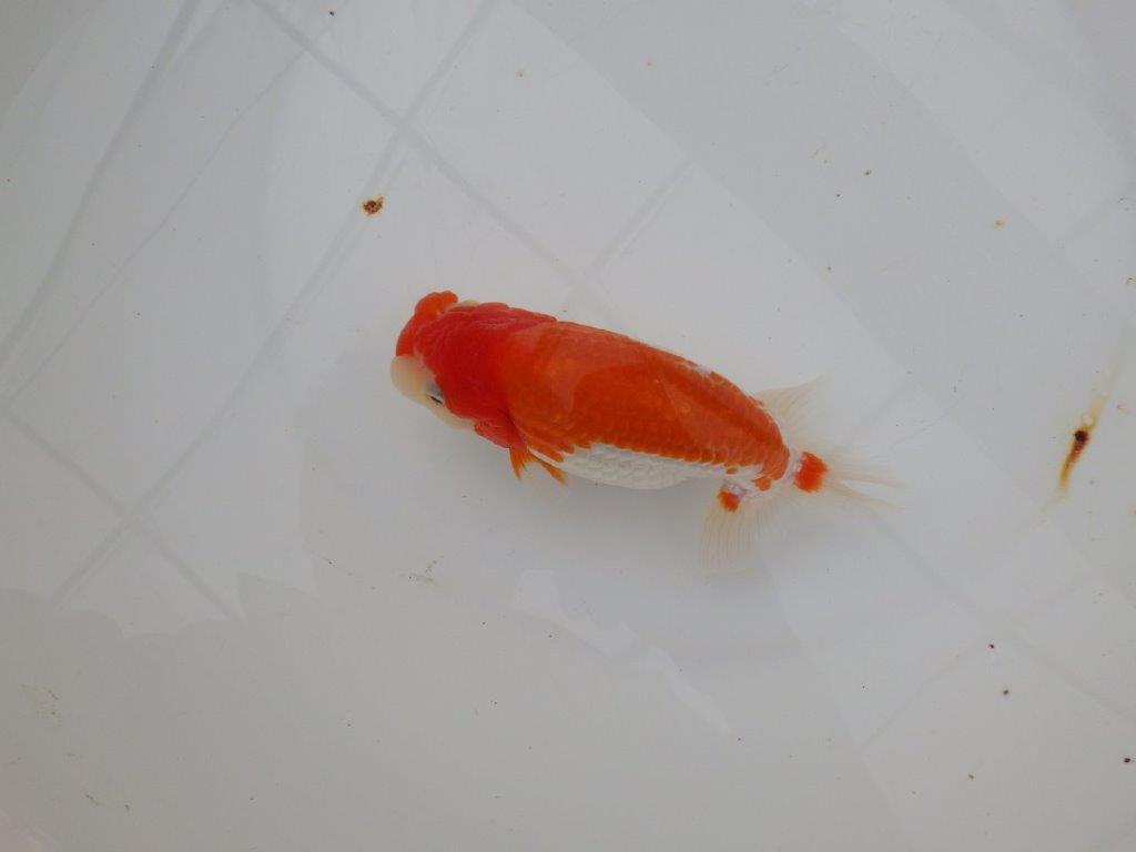 【浜松 津島 喜至 氏】色艶が良く背も綺麗で映えるらんちゅう 約15,5㎝ オス?