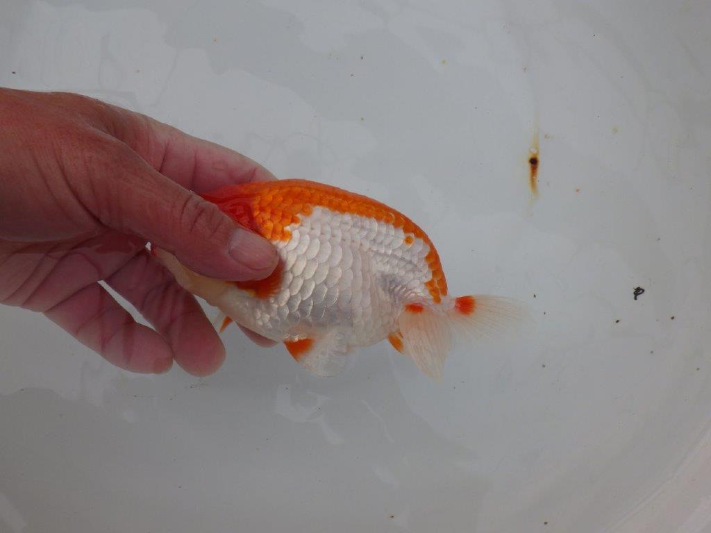 【浜松 津島 喜至 氏】色艶が良く背も綺麗で映えるらんちゅう 約15,5㎝ オス?