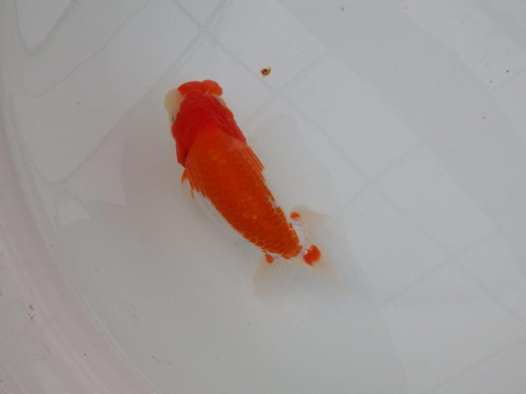 【浜松 津島 喜至 氏】色艶が良く背も綺麗で映えるらんちゅう 約15,5㎝ オス?