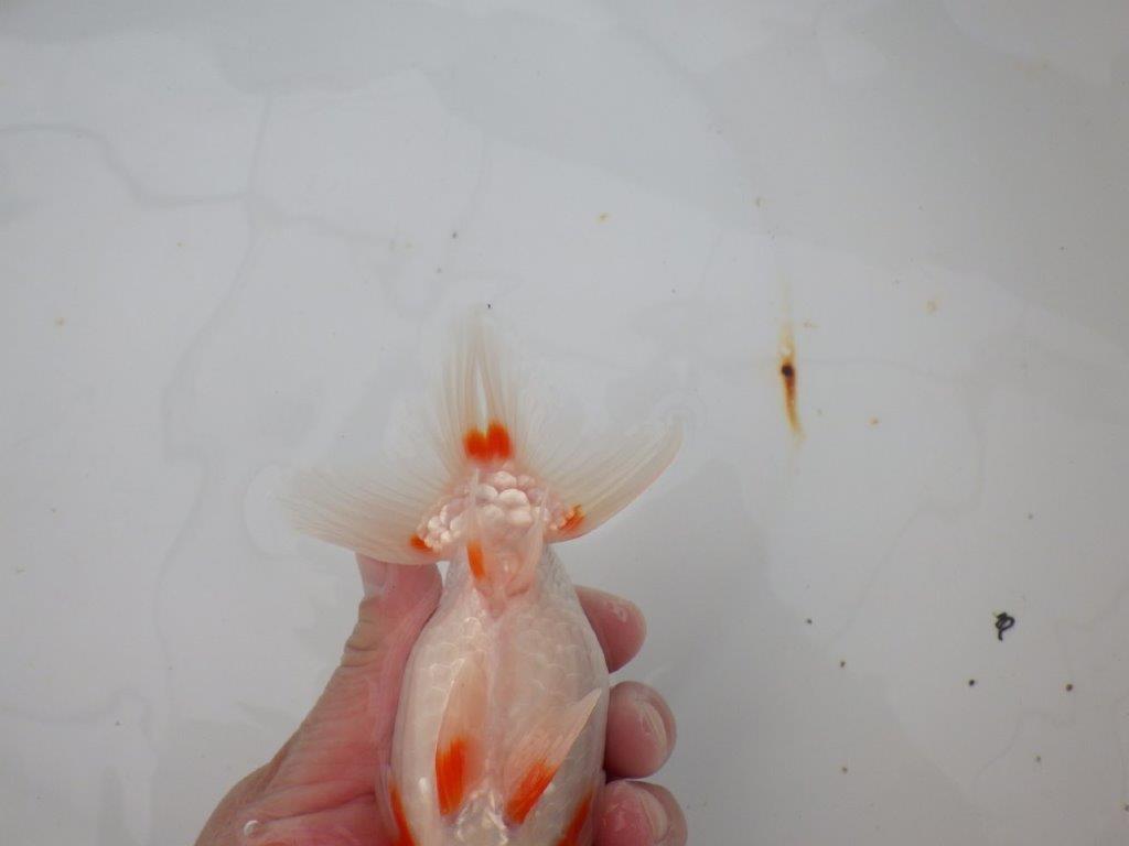 【浜松 津島 喜至 氏】色艶が良く背も綺麗で映えるらんちゅう 約15,5㎝ オス?