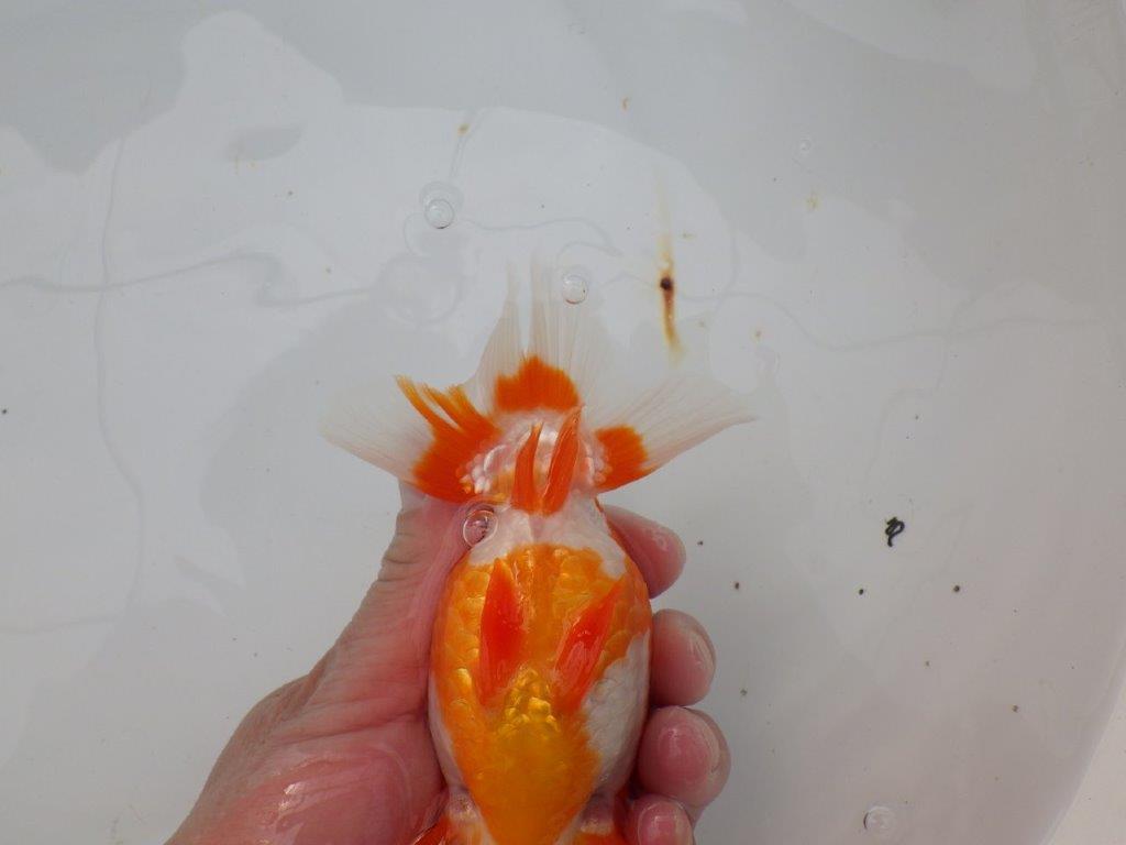 【浜松 津島 喜至 氏】バランスが良くまとまりのあるらんちゅう 約14,5㎝ オス?