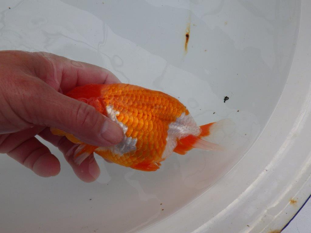 【浜松 津島 喜至 氏】バランスが良くまとまりのあるらんちゅう 約14,5㎝ オス?