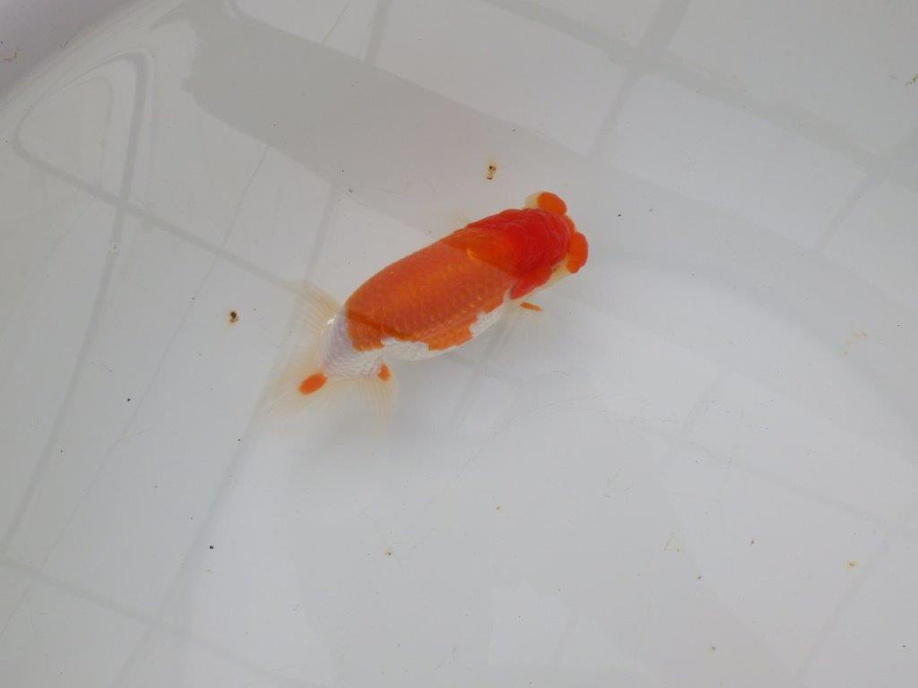 【浜松 津島 喜至 氏】来春の二歳会に向けて飼い込みお勧めらんちゅう 約13㎝ オス?