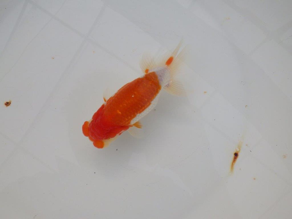 【浜松 津島 喜至 氏】来春の二歳会に向けて飼い込みお勧めらんちゅう 約13㎝ オス?