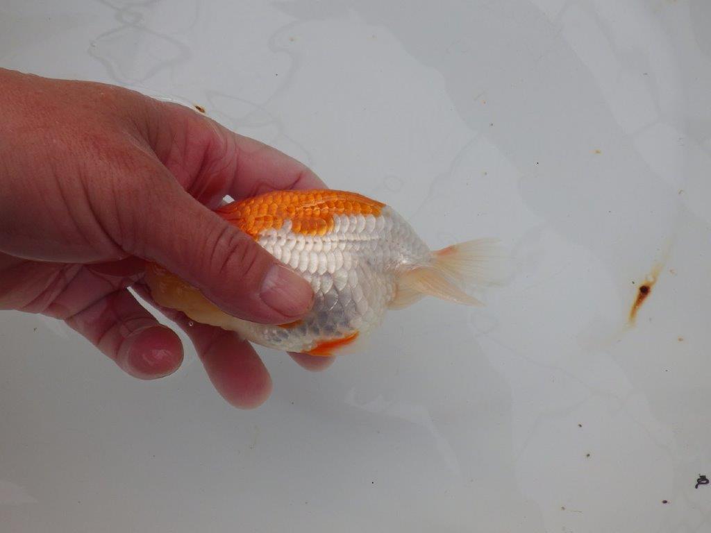 【浜松 津島 喜至 氏】来春の二歳会に向けて飼い込みお勧めらんちゅう 約13㎝ オス?