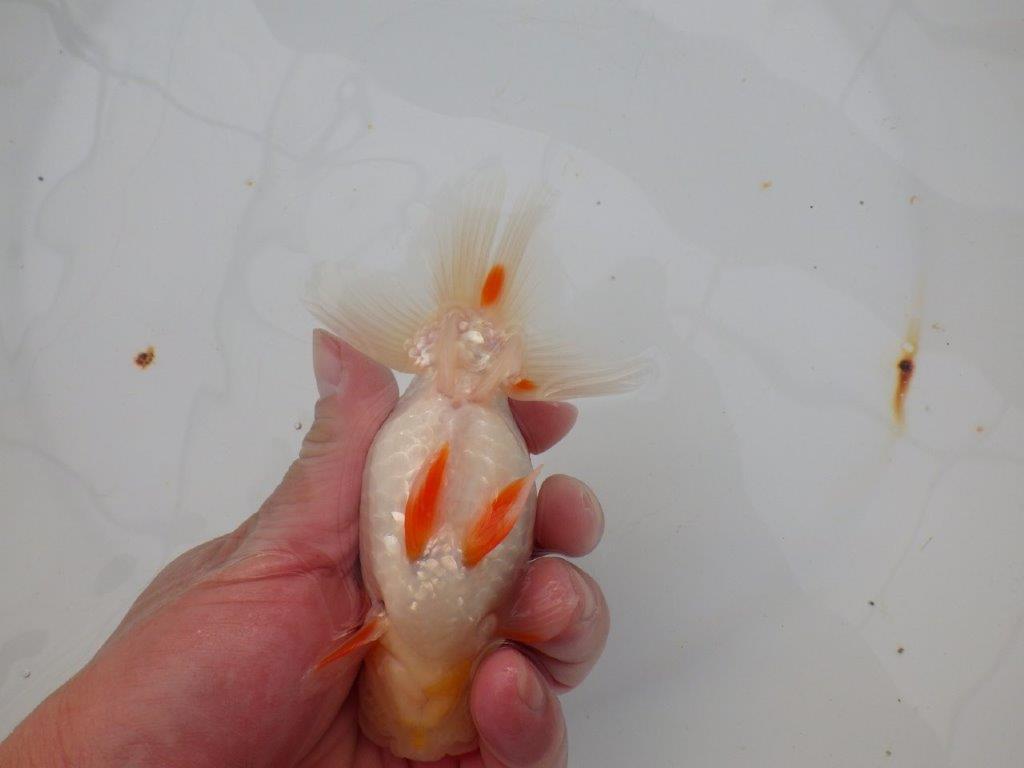 【浜松 津島 喜至 氏】来春の二歳会に向けて飼い込みお勧めらんちゅう 約13㎝ オス?