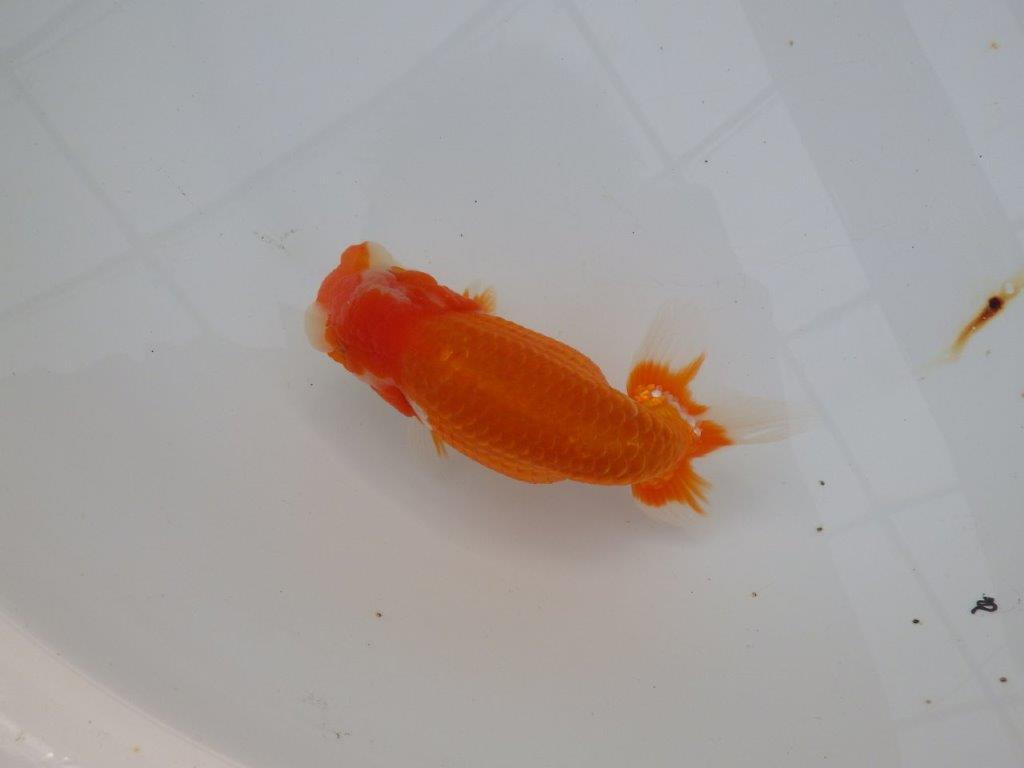 【浜松 津島 喜至 氏】目指せ品評大会!!お勧めらんちゅう 約14,5㎝