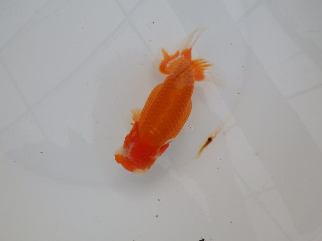 【浜松 津島 喜至 氏】目指せ品評大会!!お勧めらんちゅう 約14,5㎝