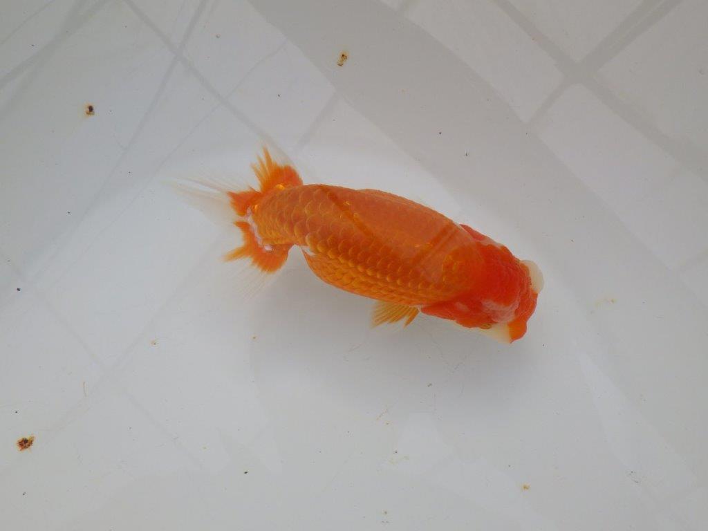 【浜松 津島 喜至 氏】目指せ品評大会!!お勧めらんちゅう 約14,5㎝