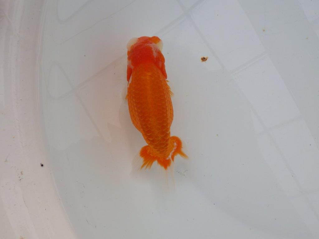 【浜松 津島 喜至 氏】目指せ品評大会!!お勧めらんちゅう 約14,5㎝