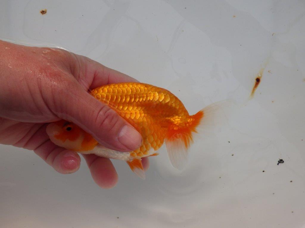 【浜松 津島 喜至 氏】目指せ品評大会!!お勧めらんちゅう 約14,5㎝