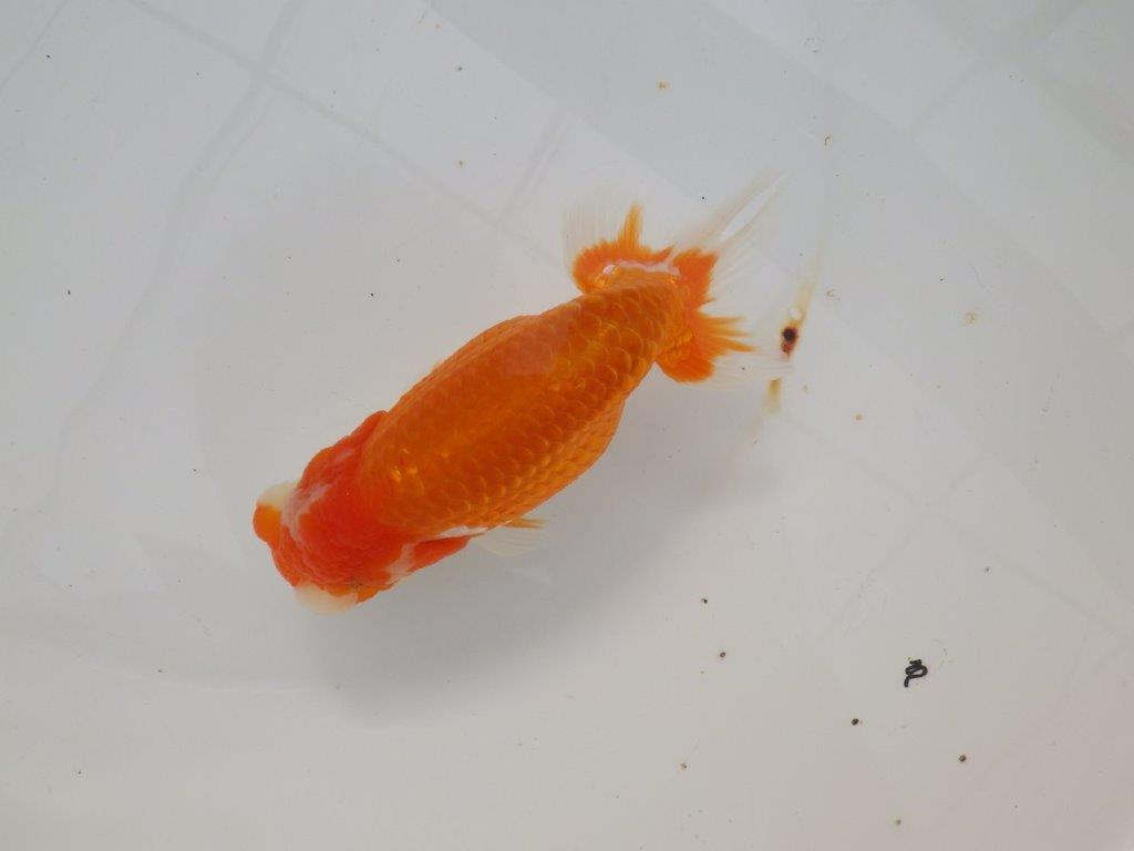 【浜松　津島　喜至　氏】目指せ品評大会！！お勧めらんちゅう　　約14,5㎝の上身