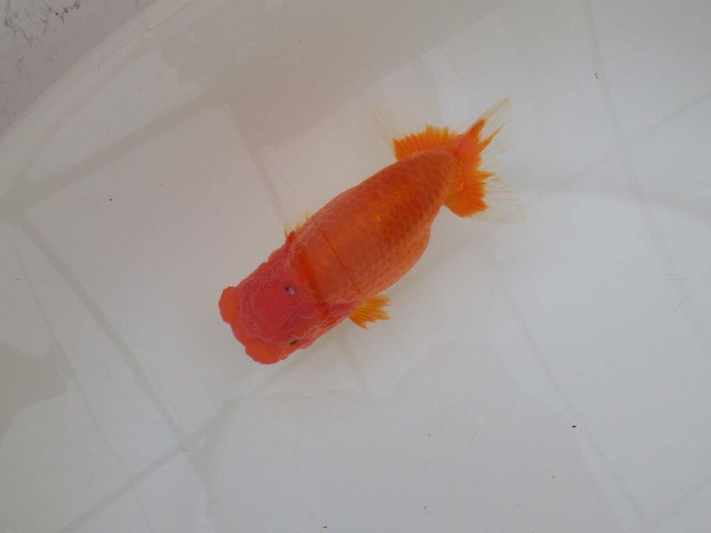 【浜松 松田 力三 氏】水槽でのご鑑賞お勧めらんちゅう 約12,5㎝ メス?