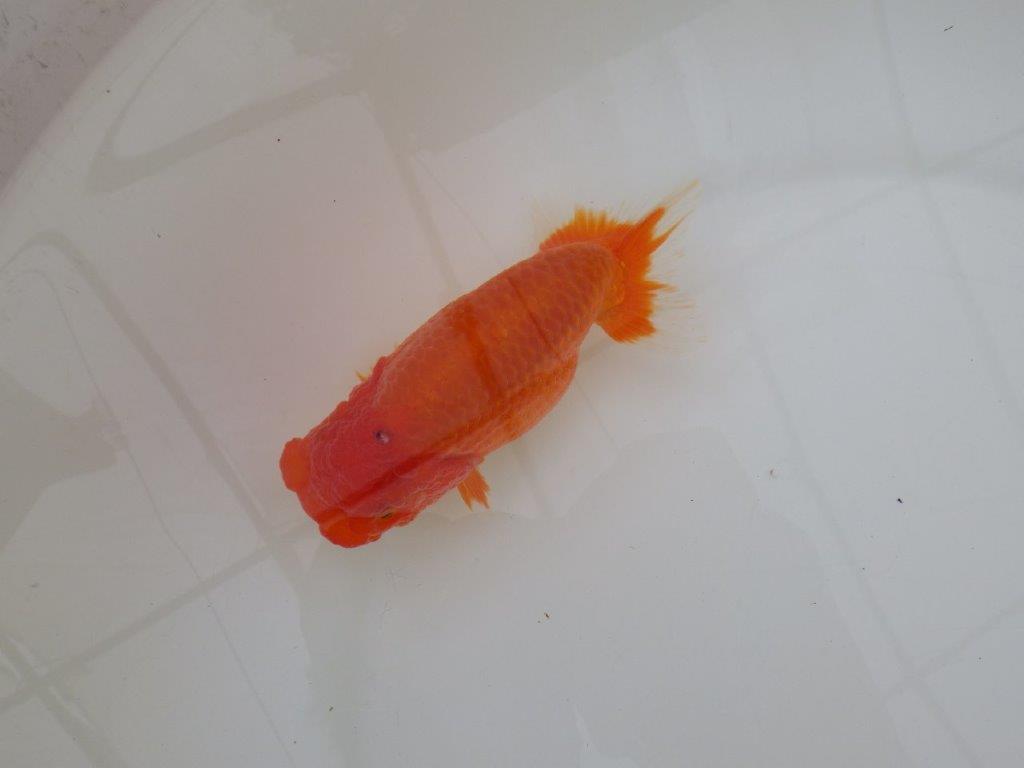 【浜松 松田 力三 氏】水槽でのご鑑賞お勧めらんちゅう 約12,5㎝ メス?