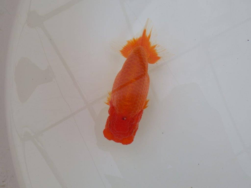 【浜松 松田 力三 氏】水槽でのご鑑賞お勧めらんちゅう 約12,5㎝ メス?