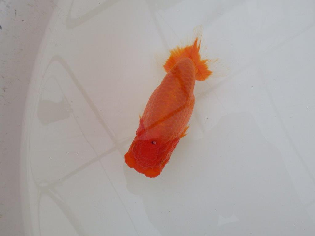 【浜松 松田 力三 氏】水槽でのご鑑賞お勧めらんちゅう 約12,5㎝ メス?