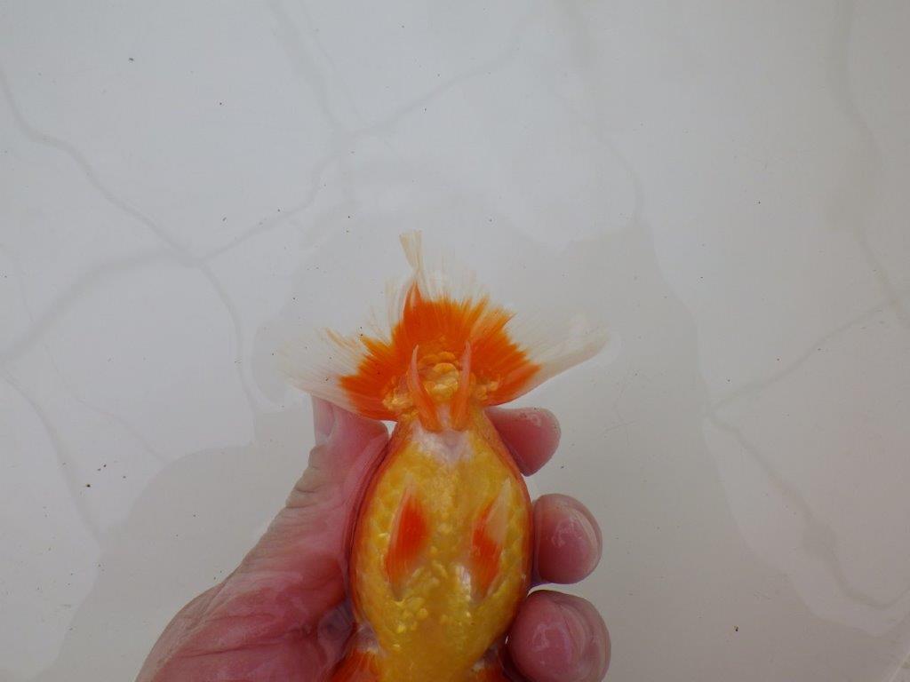 【浜松 松田 力三 氏】水槽でのご鑑賞お勧めらんちゅう 約12,5㎝ メス?