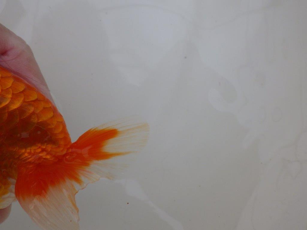 【浜松 松田 力三 氏】水槽でのご鑑賞お勧めらんちゅう 約12,5㎝ メス?