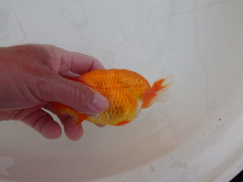 【浜松 松田 力三 氏】水槽でのご鑑賞お勧めらんちゅう 約12,5㎝ メス?