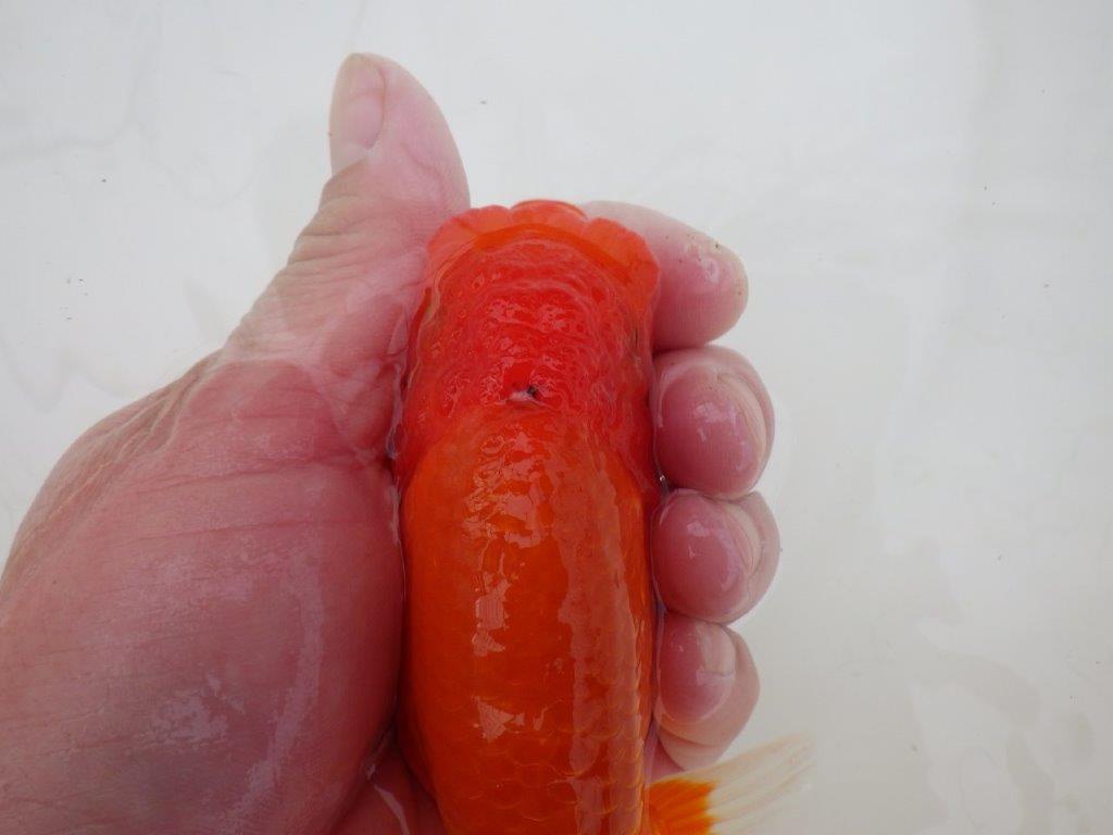 【浜松 松田 力三 氏】水槽でのご鑑賞お勧めらんちゅう 約12,5㎝ メス?