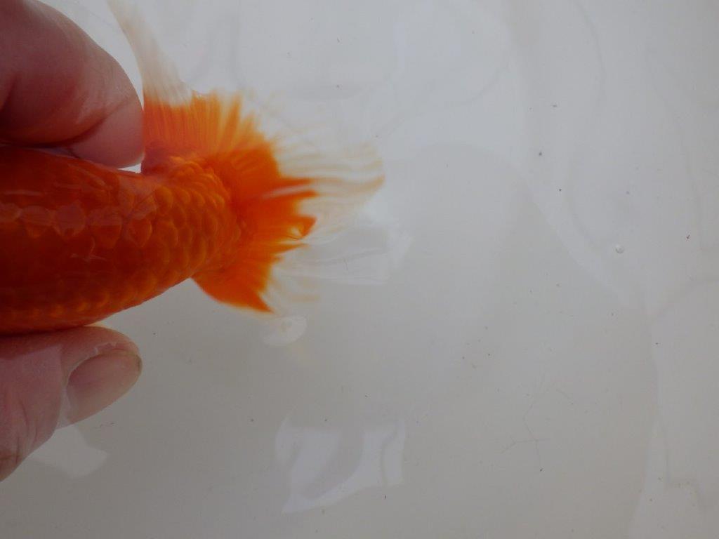 【浜松 松田 力三 氏】水槽でのご鑑賞お勧めらんちゅう 約12,5㎝ メス?