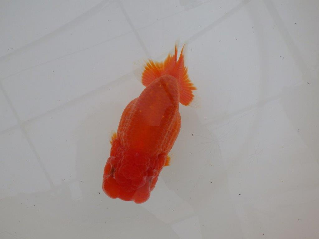 【浜松　松田　力三　氏】体高のある可愛いらんちゅう　　約13㎝ メス？の上身