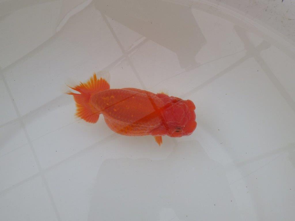 【浜松 松田 力三 氏】体高のある可愛いらんちゅう 約13㎝ メス?