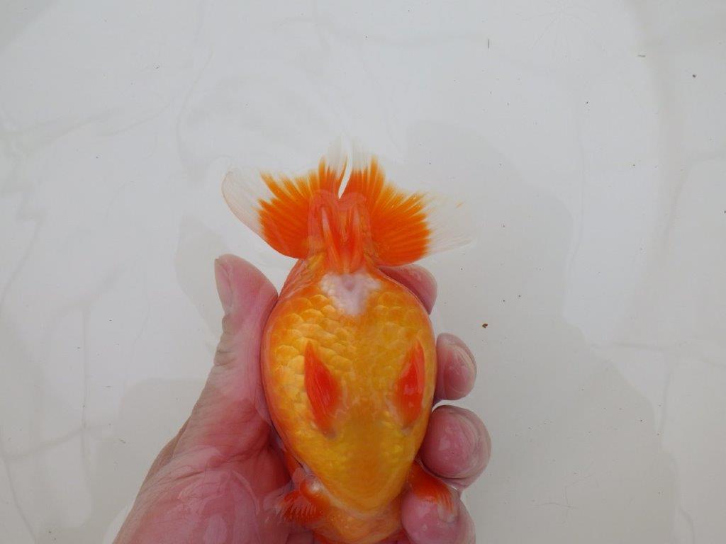 【浜松 松田 力三 氏】体高のある可愛いらんちゅう 約13㎝ メス?