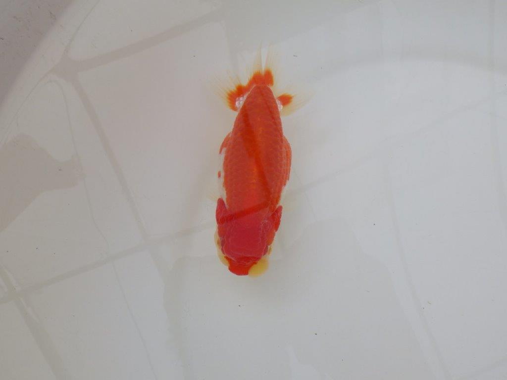 【浜松 松田 力三 氏】色艶が良く水槽映えらんちゅう 約12,5㎝ メス?