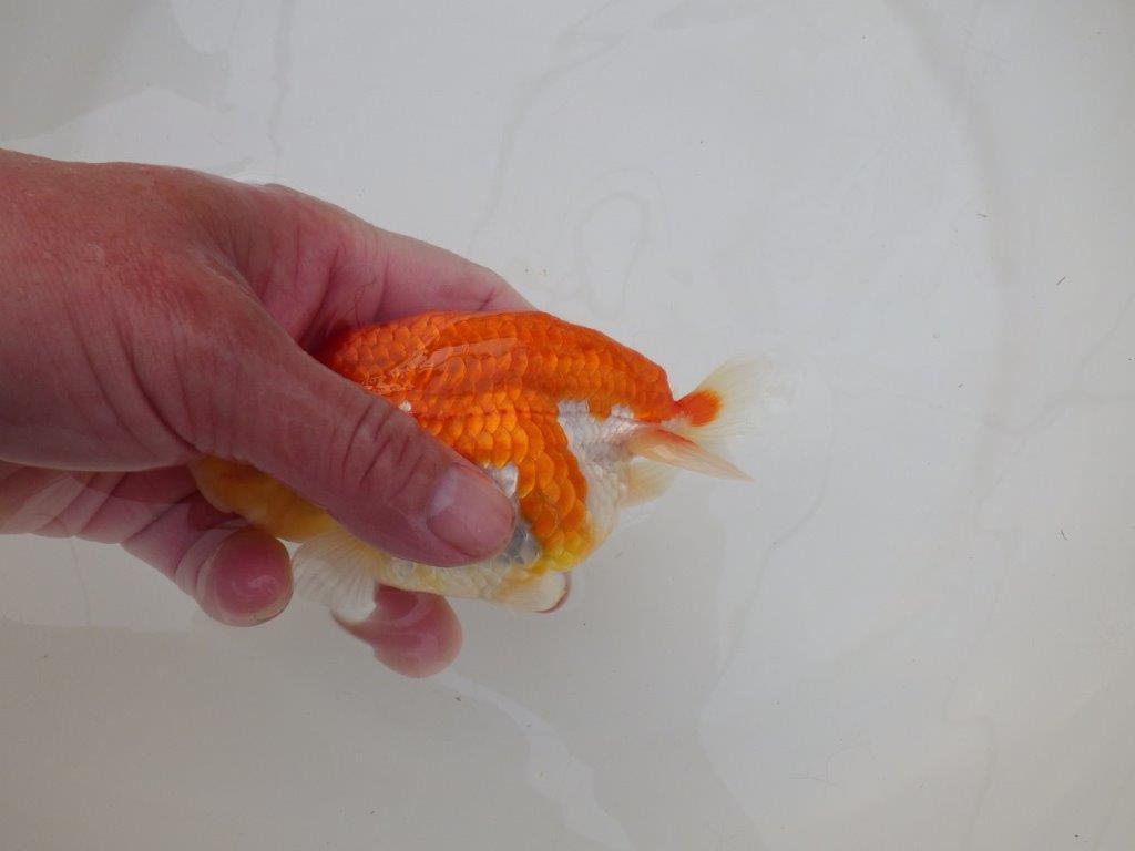 【浜松 松田 力三 氏】色艶が良く水槽映えらんちゅう 約12,5㎝ メス?