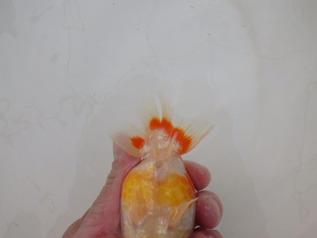 【浜松 松田 力三 氏】色艶が良く水槽映えらんちゅう 約12,5㎝ メス?