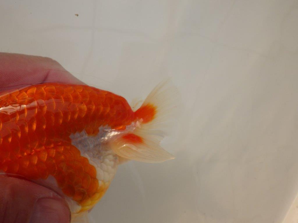 【浜松 松田 力三 氏】色艶が良く水槽映えらんちゅう 約12,5㎝ メス?