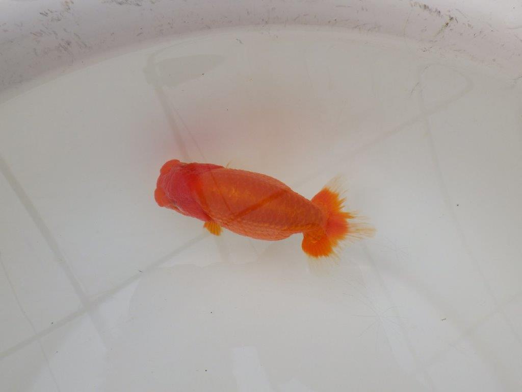 【浜松　松田　力三　氏】バランスの良いらんちゅう　　約11,5㎝ オス？の上身