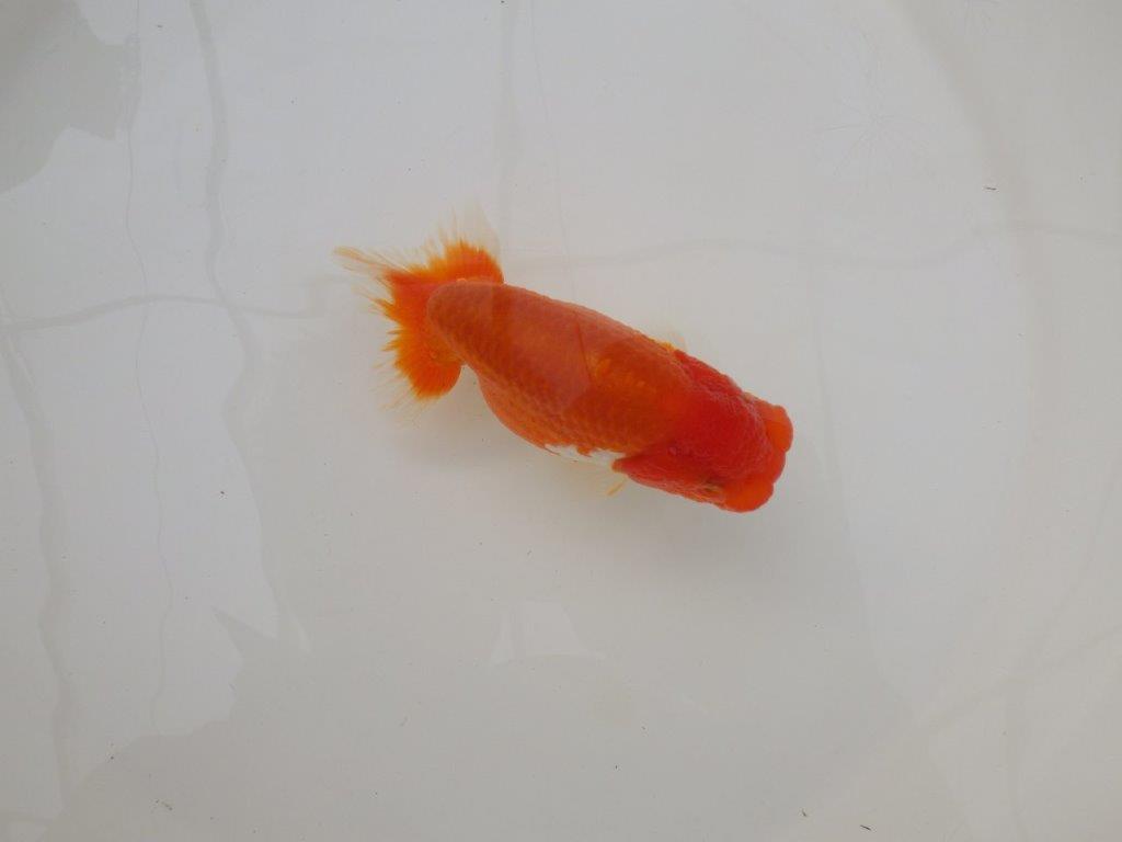 【浜松 松田 力三 氏】バランスの良いらんちゅう 約11,5㎝ オス?