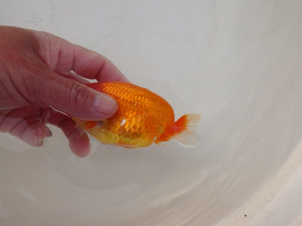 【浜松 松田 力三 氏】バランスの良いらんちゅう 約11,5㎝ オス?